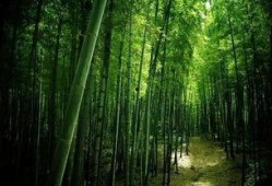 常绿干部爆料视频最新,权力背后的真相与反思